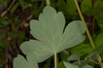 European columbine